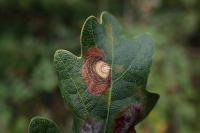 Tischeria dodonaea
