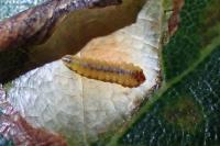 Tischeria dodonaea