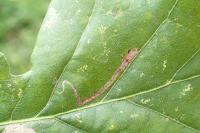 Stigmella ruficapitella