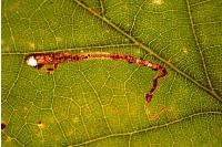 Stigmella ruficapitella