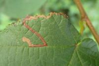 Stigmella floslactella