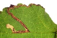 Stigmella floslactella