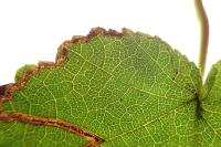 Stigmella floslactella
