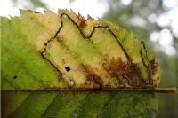 Stigmella floslactella/microtheriella