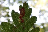 Stigmella oxyacanthella
