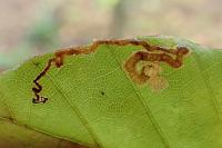 Stigmella hemargyrella