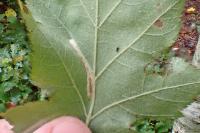 Phyllonorycter mespilella