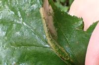Phyllonorycter mespilella
