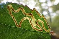 Stigmella aurella