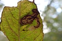 Stigmella salicis
