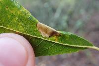 Phyllonorycter
