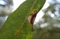 Phyllonorycter