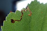 Stigmella sakhalinella