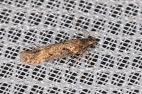 Scrobipalpa costella