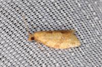 Clepsis consimilana
