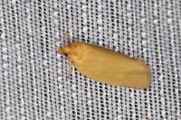 Clepsis pallidana
