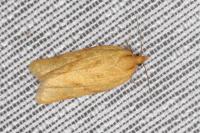 Clepsis pallidana