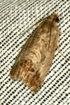 Cydia splendana