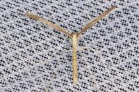 Agdistis