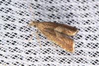 Dichrorampha acuminatana