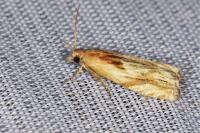 Eucosma
