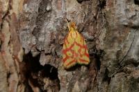 Hypercallia citrinalis