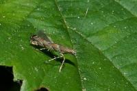 Acrocercops brongniardella