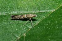 Acrocercops brongniardella