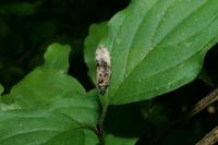 Hedya nubiferana