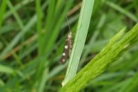Scythris