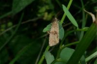 Celypha striana