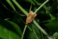 Archips xylosteana
