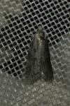 Cnephasia