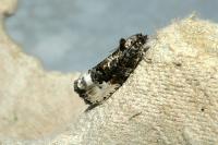 Hedya nubiferana