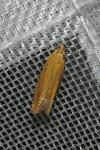 Lathronympha strigana