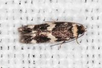 Oegoconia