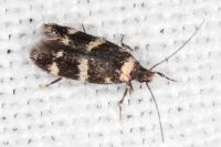 Oegoconia