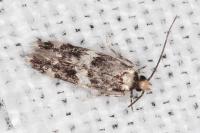 Oegoconia