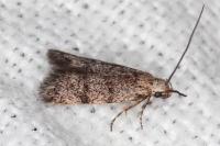 Symmoca orphnella