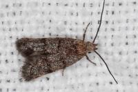 Symmoca orphnella