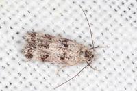 Symmoca orphnella