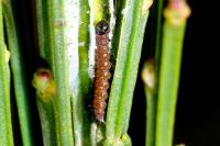 Agonopterix assimilella