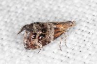 Tebenna micalis