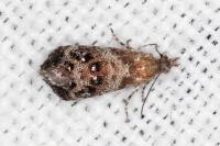 Tebenna micalis