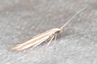 Coleophora cyrniella