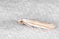 Coleophora cyrniella