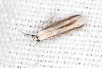 Coleophora cyrniella
