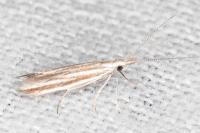 Coleophora pulchripennella