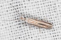 Coleophora pulchripennella