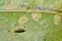 Coleophora
